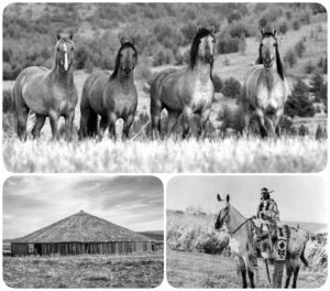 three up collage of wild mustangs, Nancy Wak Wak Umatilla on an appaloosa horse and a large round barn.