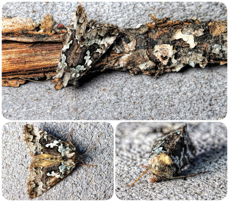 three up collage of various angles of a lichen patterned moth on a gray wooden deck.