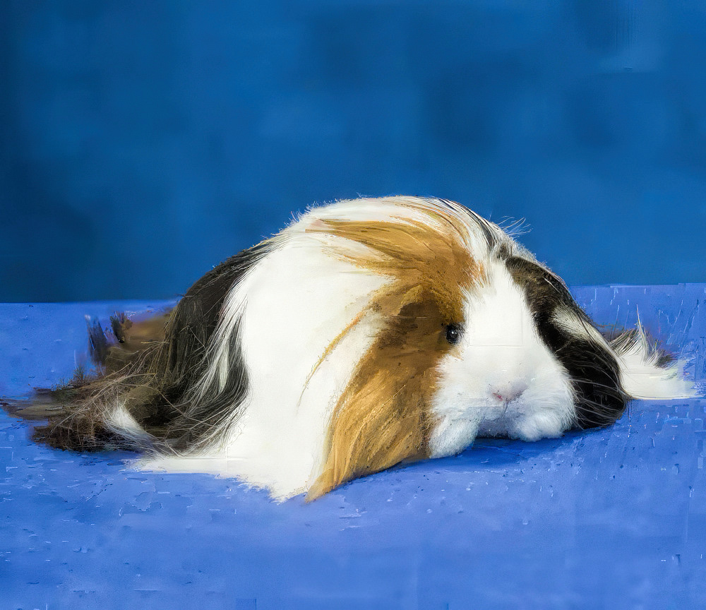 Photo of a tri-colored very long haired guinea pig.