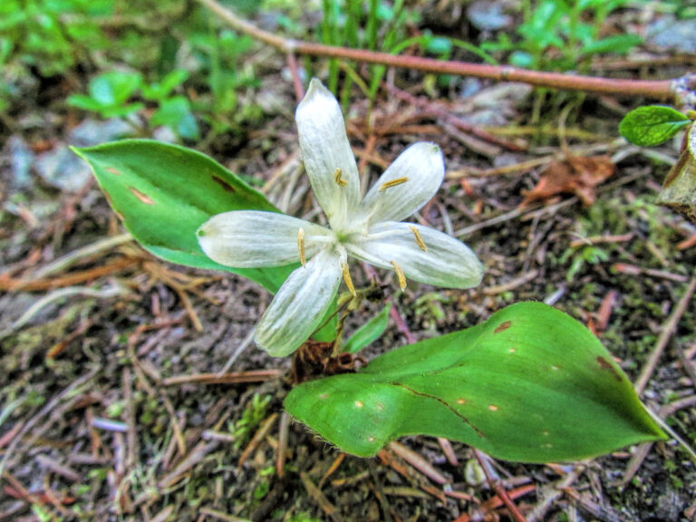 macro photo of a small white lily.