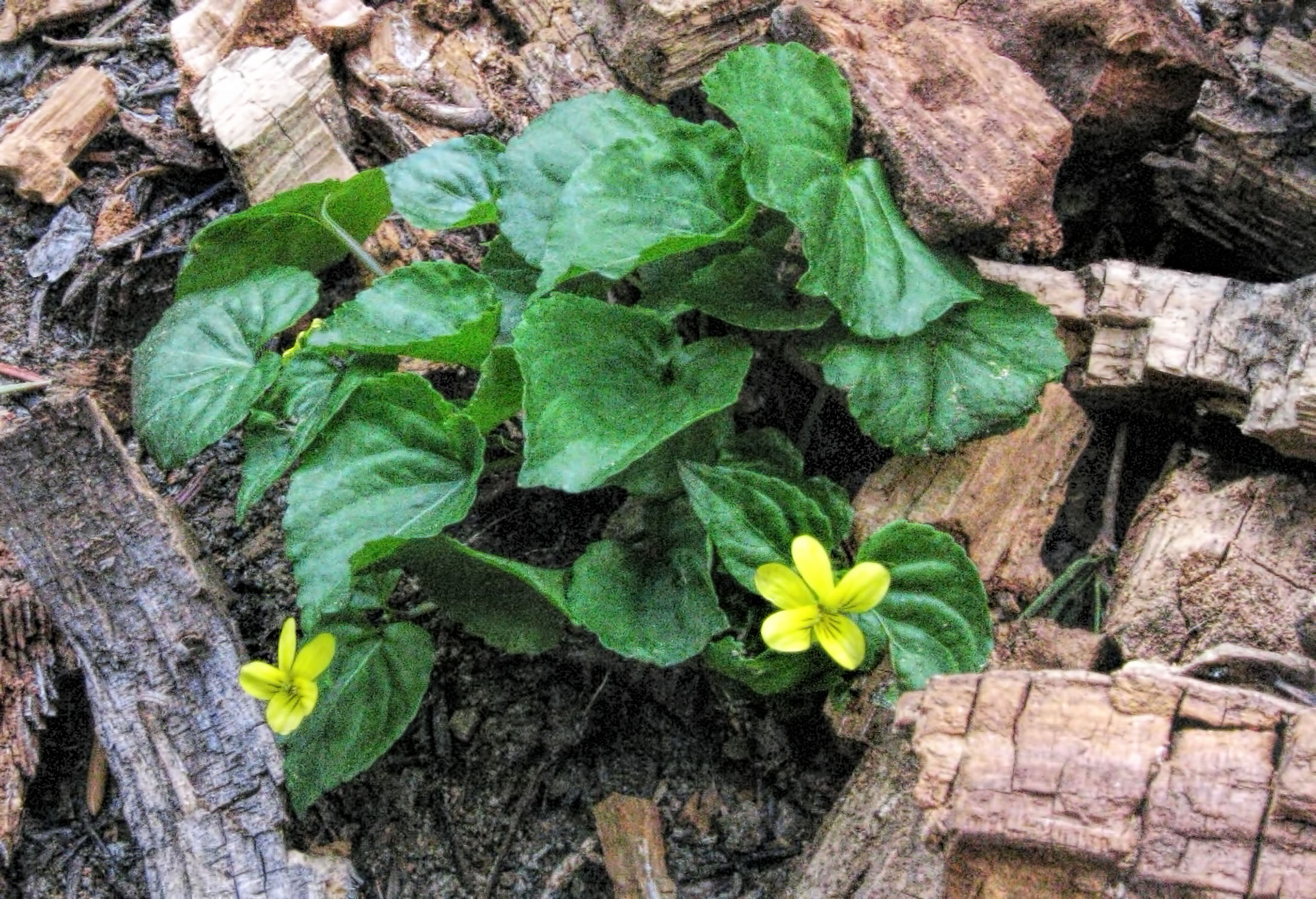 close up photo of a small yellow violet with lots of green leaves.