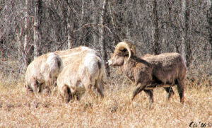 Photo of an adult male bighorn sheep in profile facing left. four other sheep are in front of him backs to him, heads down grazing.