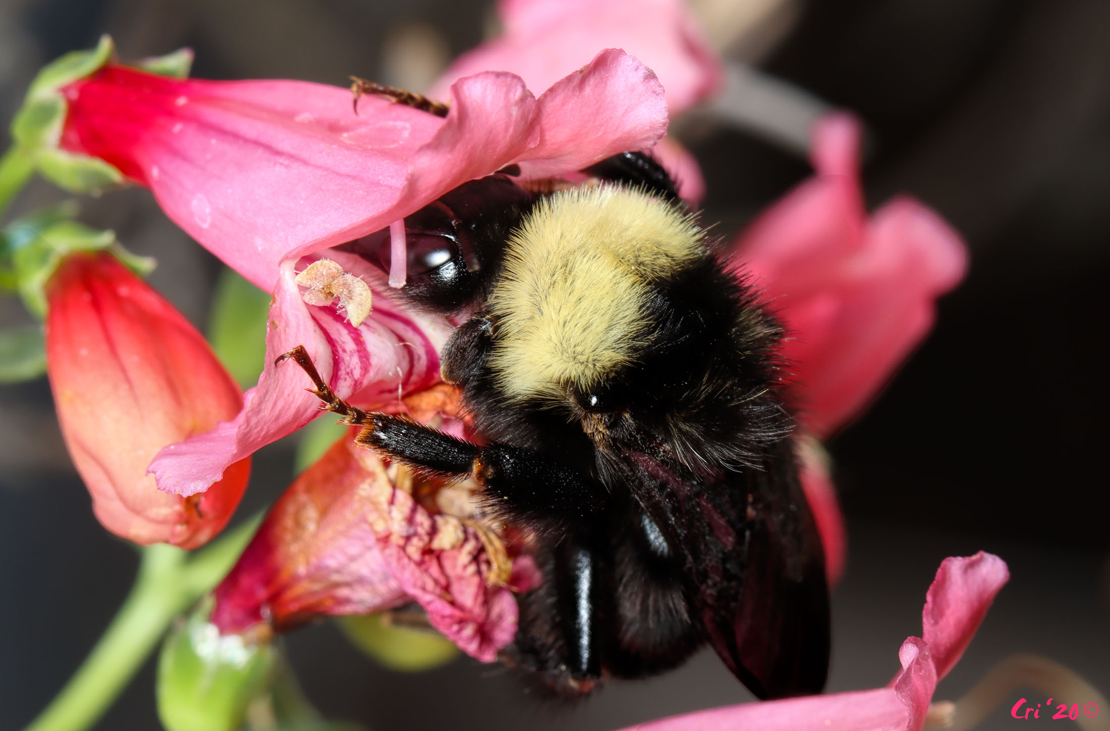 Photo of a large black bumblebee with a yellow collar drinking nectar from a pink snapdragon flower.