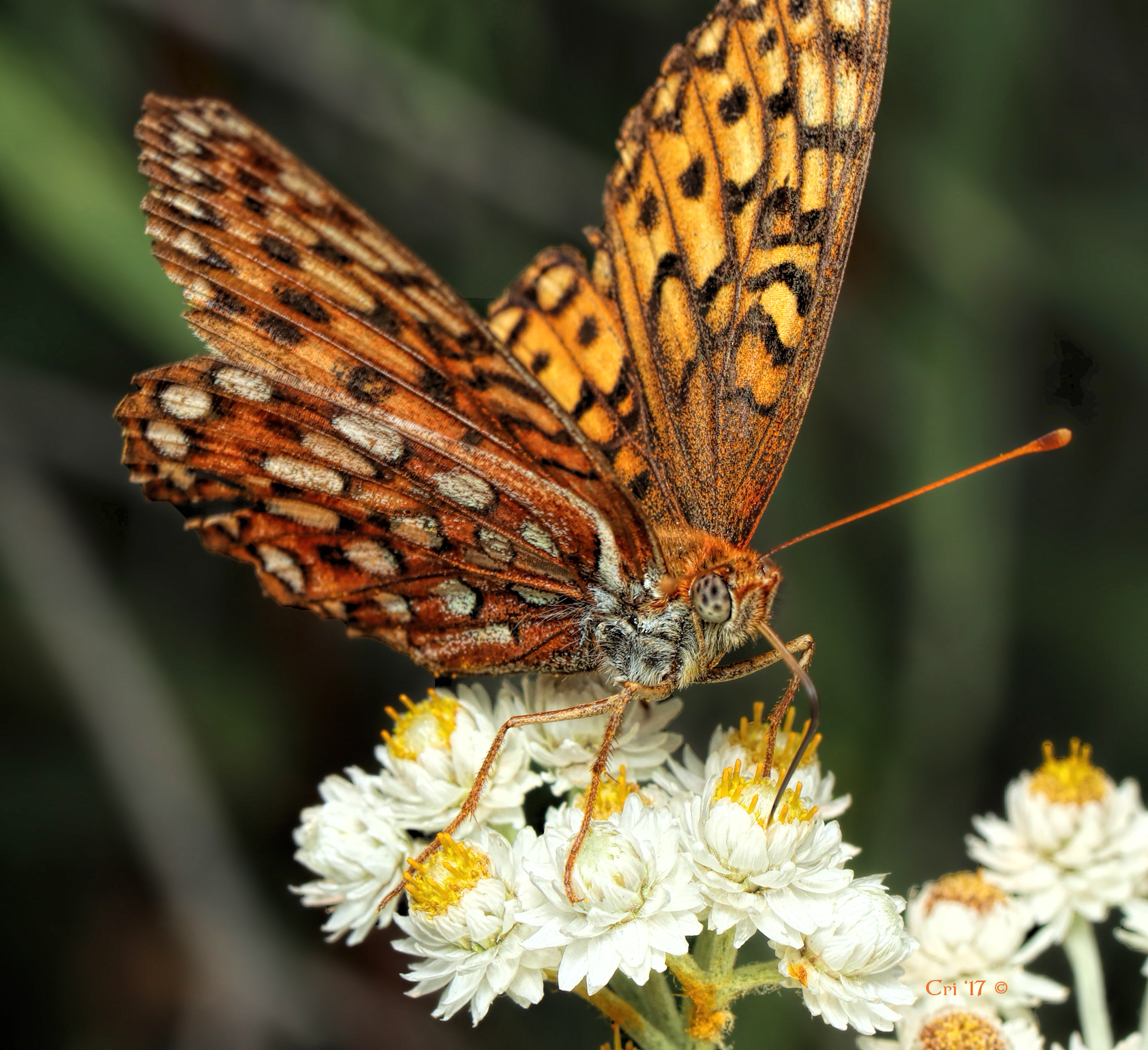 photo of a Fritillary butterfly drinking nectar from a pearly everlasting flower.