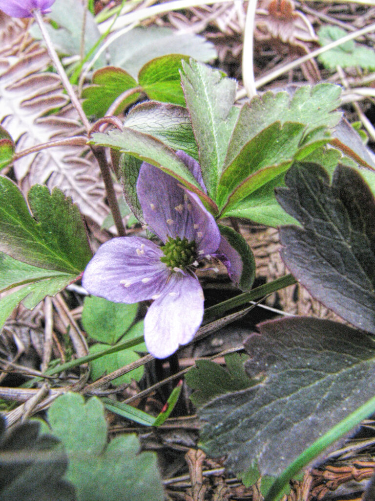 macro photo of a purple anemone flower surrounded by foliage and dried ferns.
