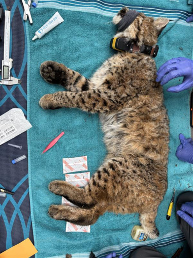 photo of an anesthetized bobcat with their radio collar on.