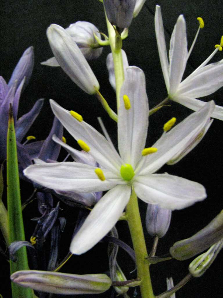 photo of a white camas flower.