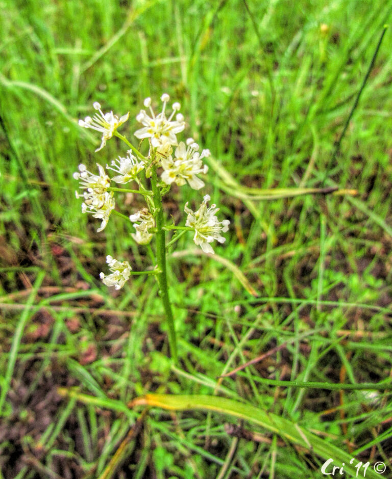 photo of a death camas plant with several open blooms. the plant is surrounded by spring grasses.
