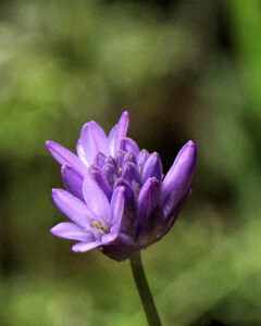 macro photo of a cluster of six-petaled purple flowers in various stage of blooming.