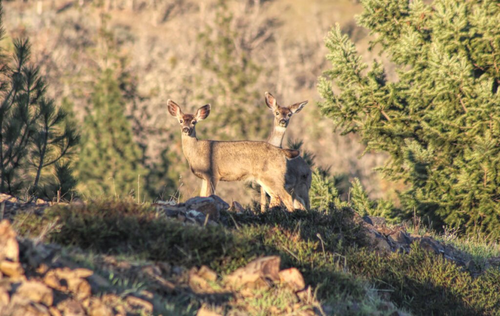 Photo of two black tailed deer. one is in profile facing left with her head turned toward the camera. the second is behind the first looking over her back directly at the camera.