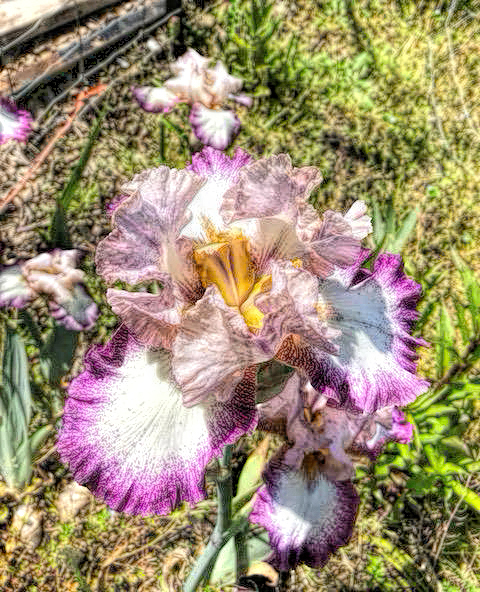 photo of a purple and white iris.