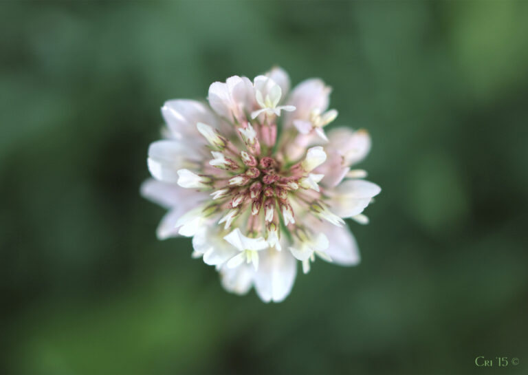 macro photo looking directly down on a single clover flower.