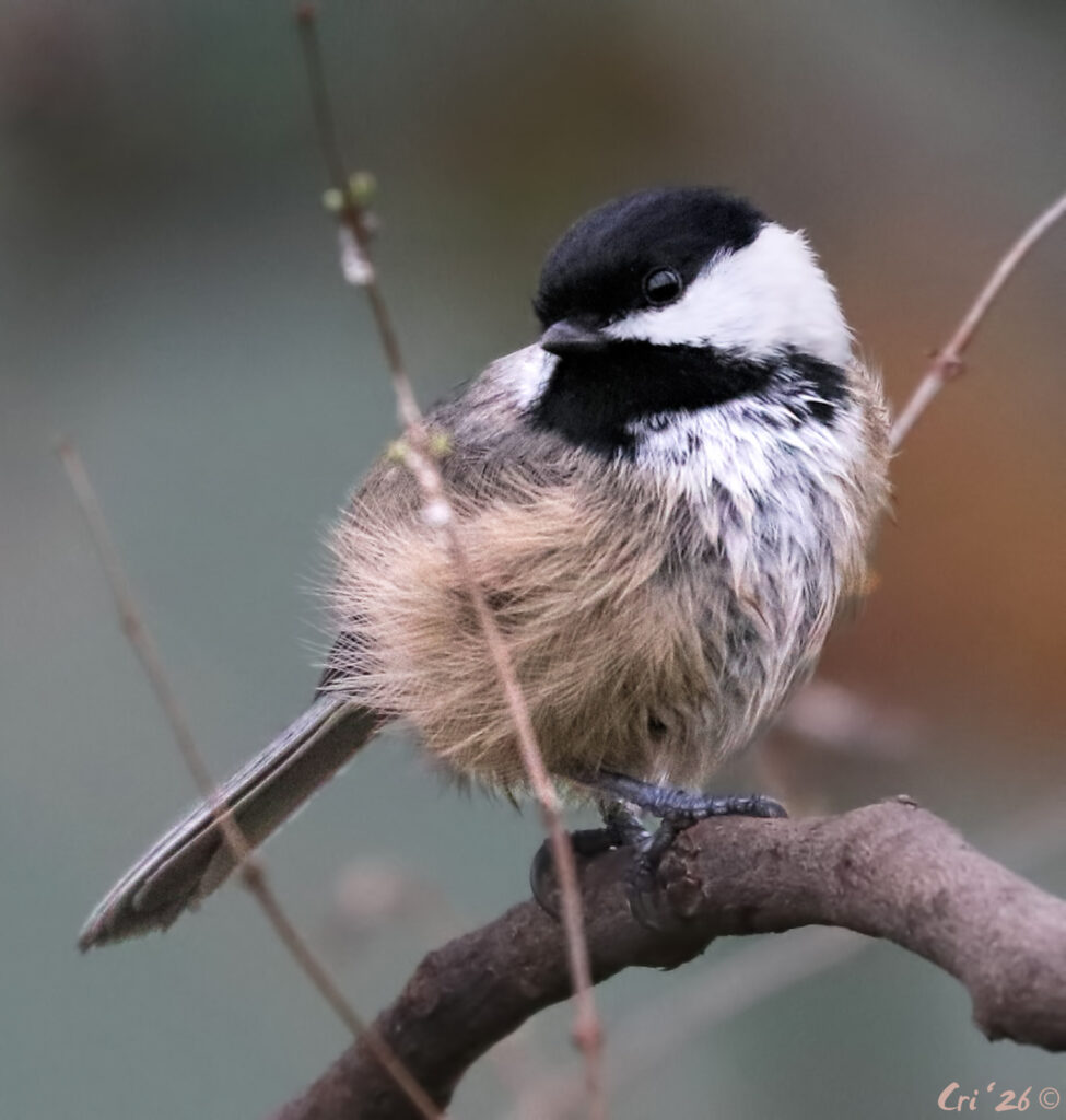 photo of a black capped chickadee standing on a small, arched branch. they are facing right in profile with their head turned back to the left and tilted slightly down. they are very floofed up and adorable.