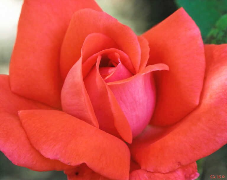macro photo of a vibrant coral colored rose.