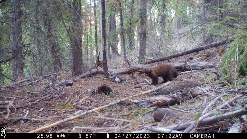trail camera photo of a fisher in the forest.
