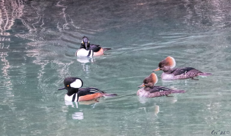 photo of two hooded merganser couples swimming in a clear river.
