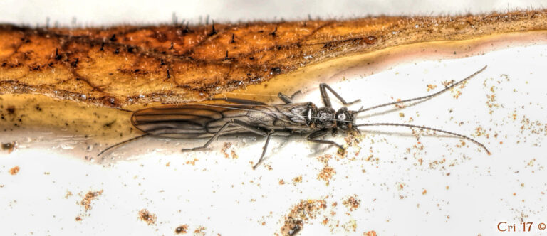 macro photo of a small winter stonefly under the edge of a fall-colored ash leaf on a white porch railing. The stonefly is horizontal facing right.