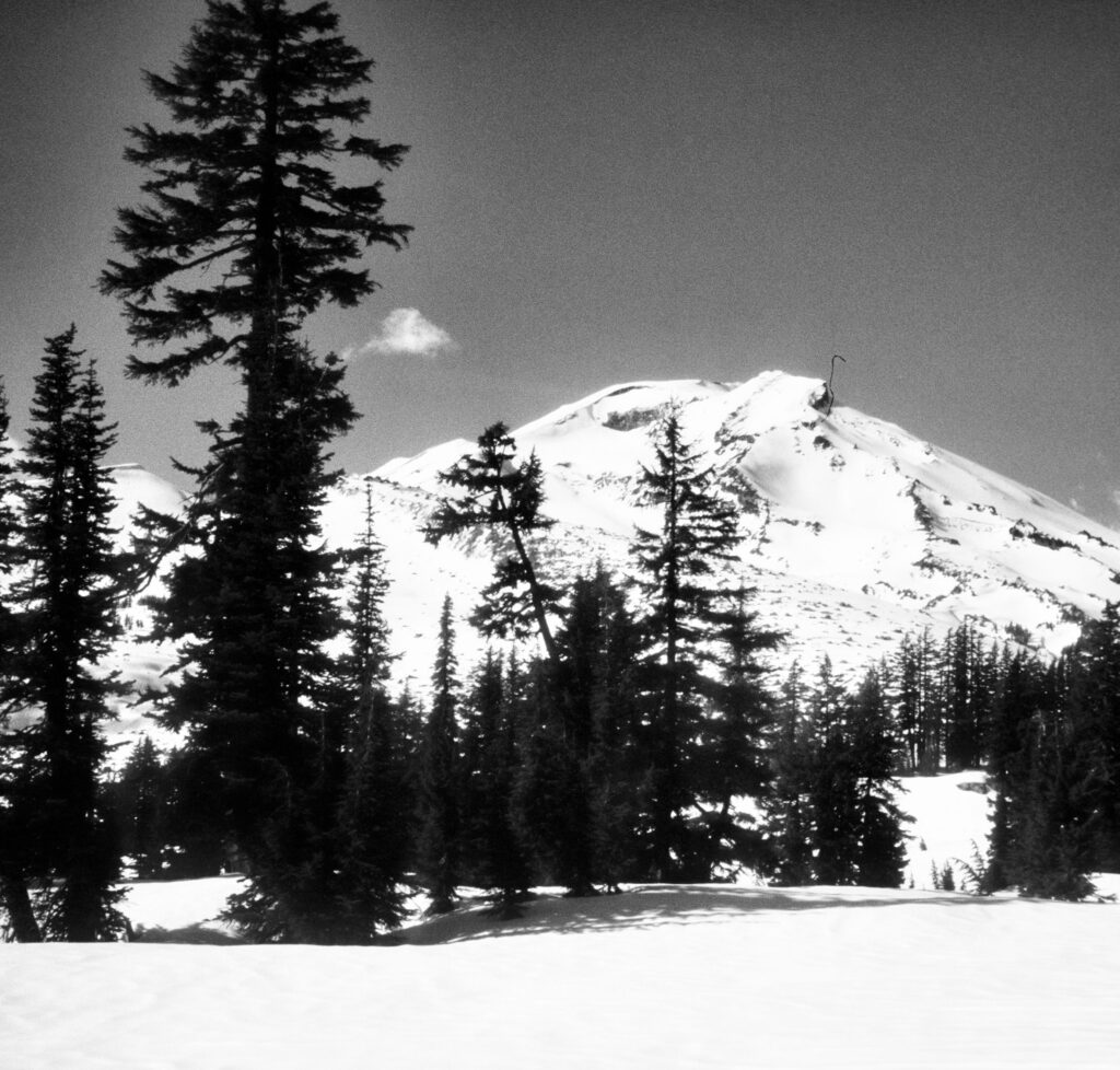 black and white photo of a snow covered mountain with conifers in the foreground.