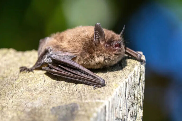 photo of a small brown bat on top of a fence post.