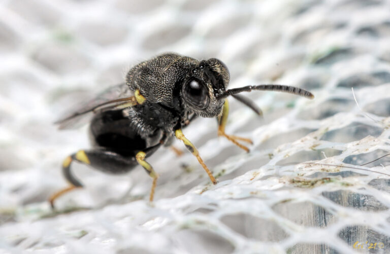 macro photo of a small chalcid wasp on fine white netting. they are facing a little up and to the right. they are all black with yellow legs that have black bands.