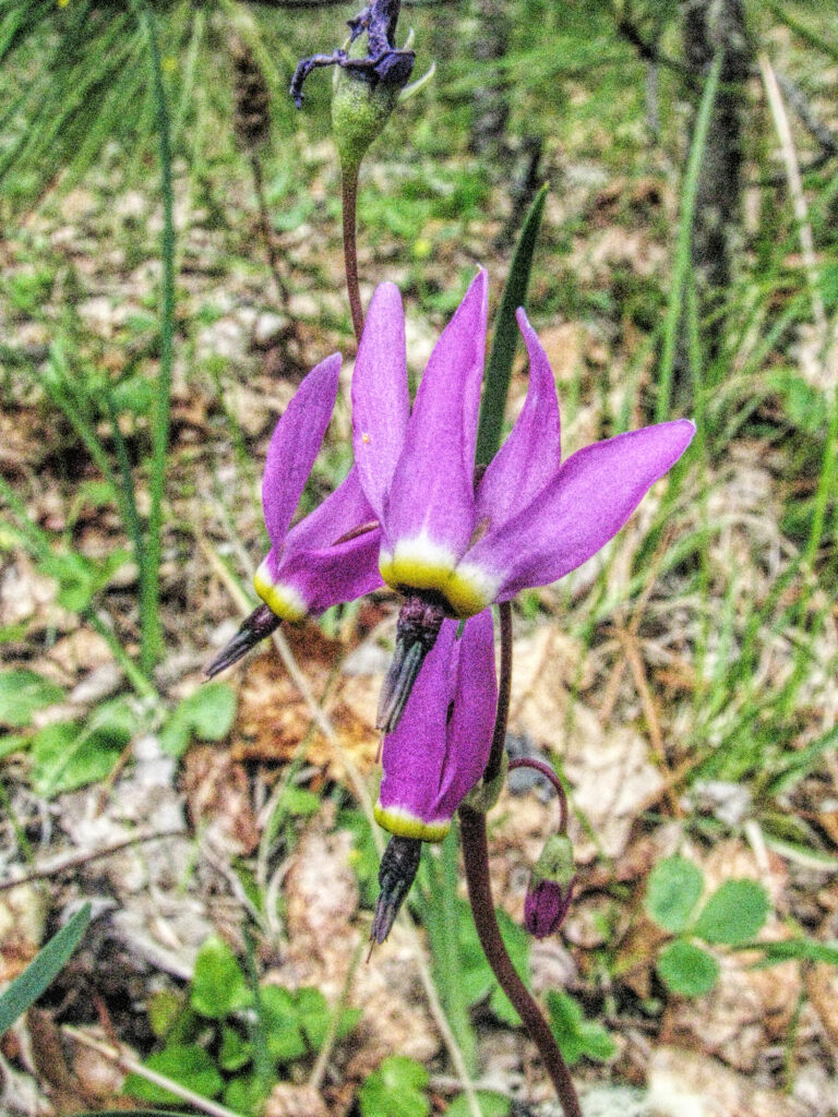 Photo of a cluster of three shooting star flowers in a forest.