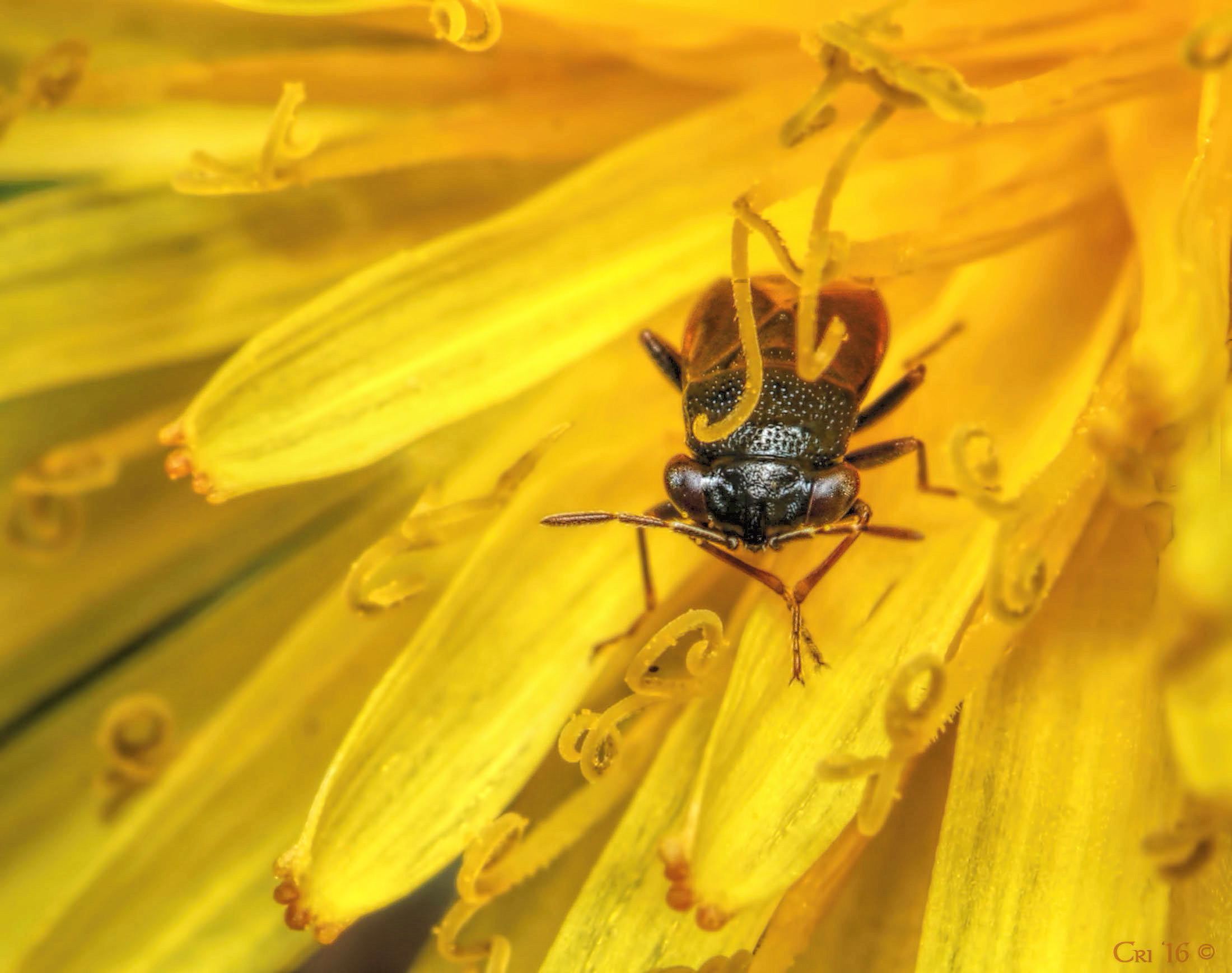 macro photo of a big eyed bug tucked into the petals of a dandelion flower. they are facing the camera head on.