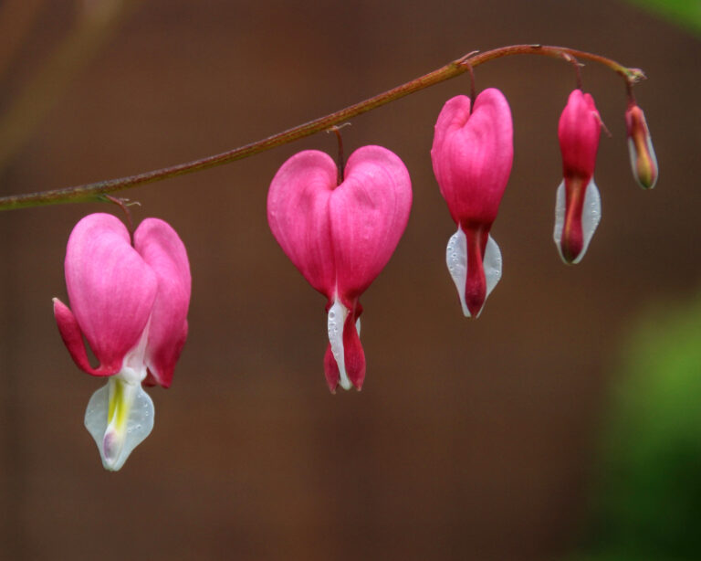 macro photo of a stem lined with bleeding heart flowers.