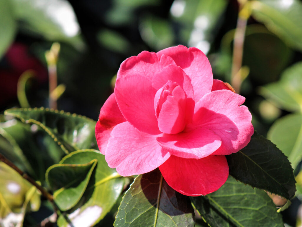 photo of a deep pink Camellia flower.