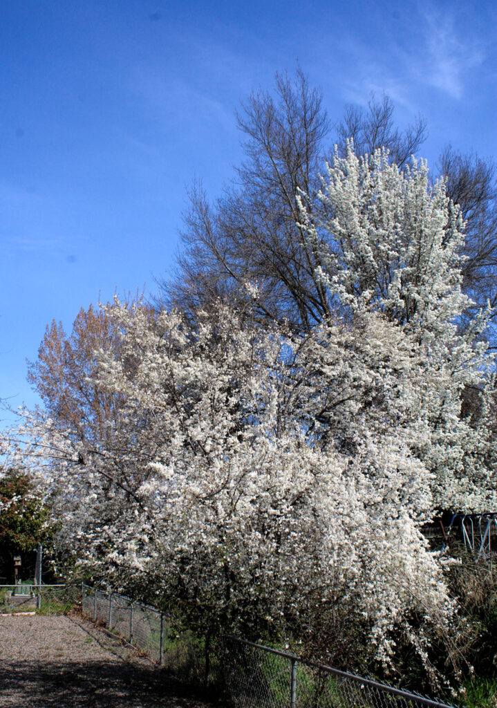 photo of a small-flowered fruit tree covered in white flowers.