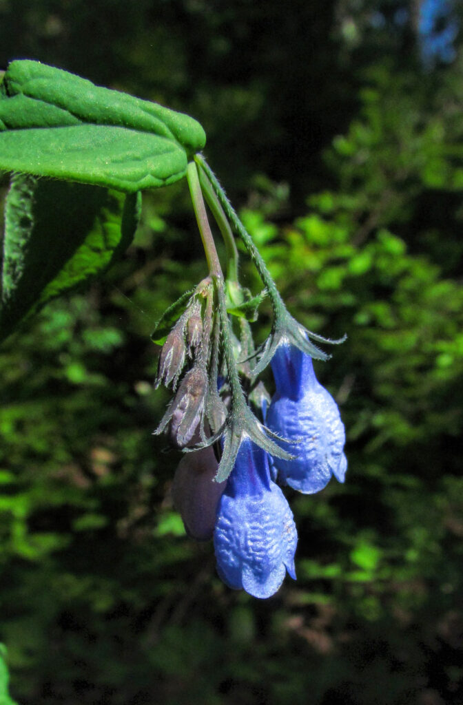 Photo of a cluster of wild bluebell flowers.