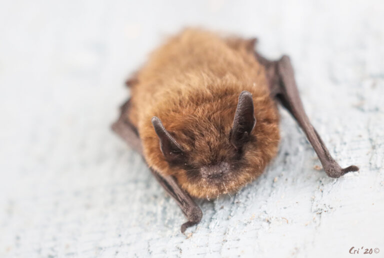 close up photo of a small brown bat on the side of a blue wooden house.