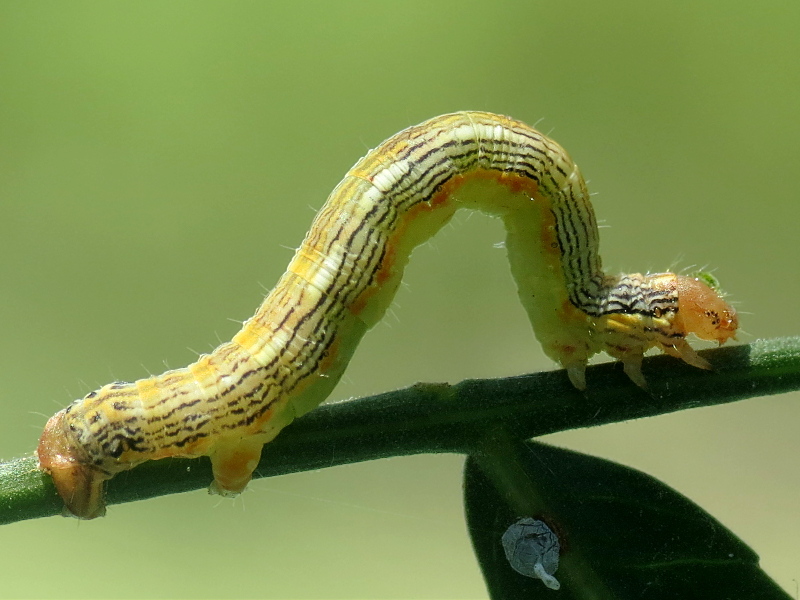 macro photo of a lime green caterpillar with thin black lateral stripes and some orange spots.