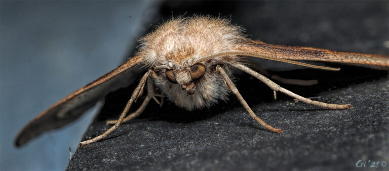 macro photo at eye level with a tan, rusty brown and dark brown moth. the moth is looking just to the left of the camera.