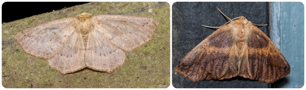 two up collage of different color forms of the same moth.