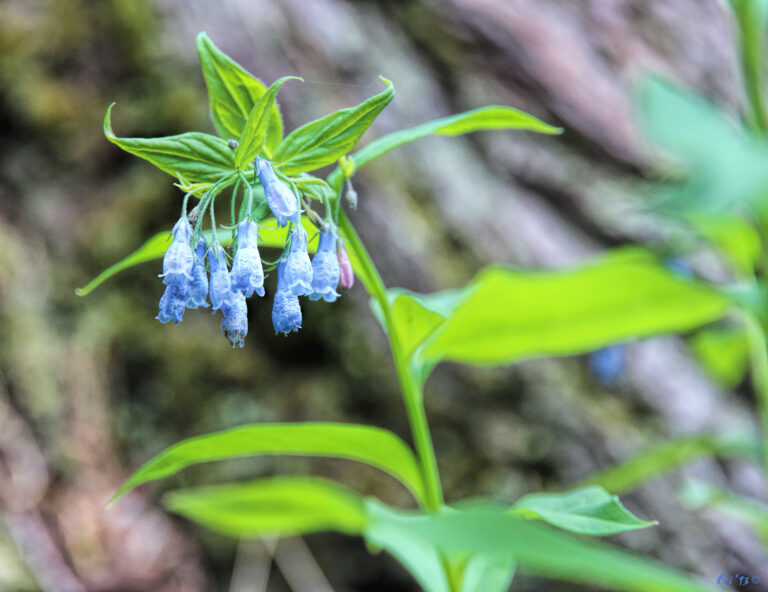 photo of a tall, wild bluebell plant with a cluster of flowers at the top.