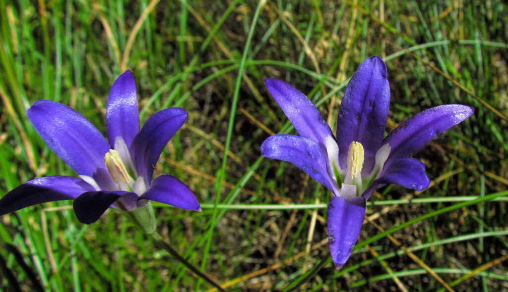 macro photo of two indigo colored lilies.