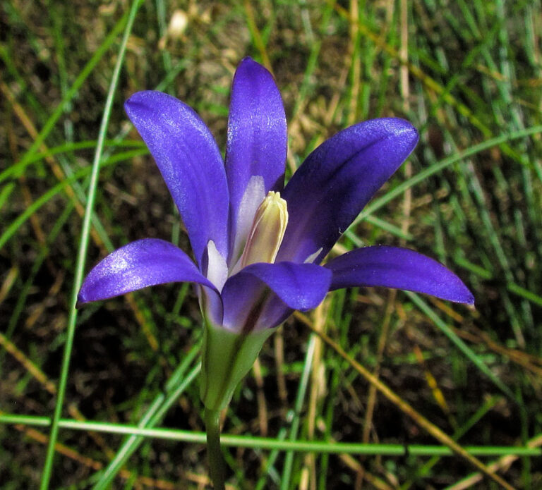 photo of a single indigo colored lily.