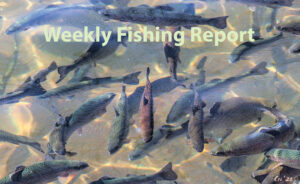 photo of juvenile steelhead swimming in a pond at a fish hatchery.