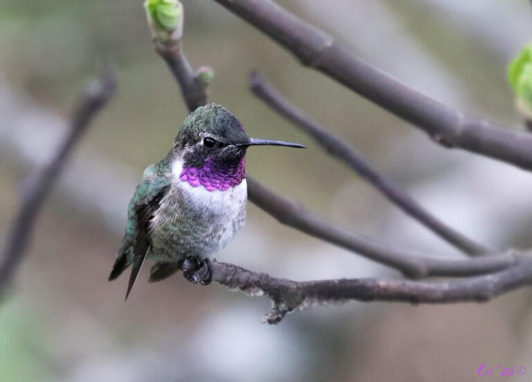photo of a male black-chinned x anna's hummingbird.