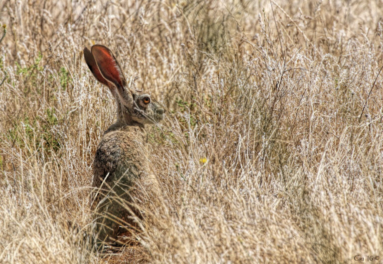 Photo of a black-tailed jackrabbit in a field of dry grasses.