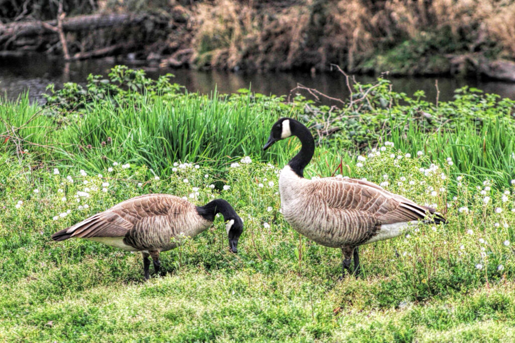 photo of a pair of canada geese in grasses on the edge of a creek.