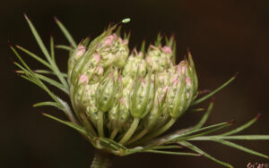 macro photo of a single green lacewing egg on the closed head of a queen anne's lace flower cluster.