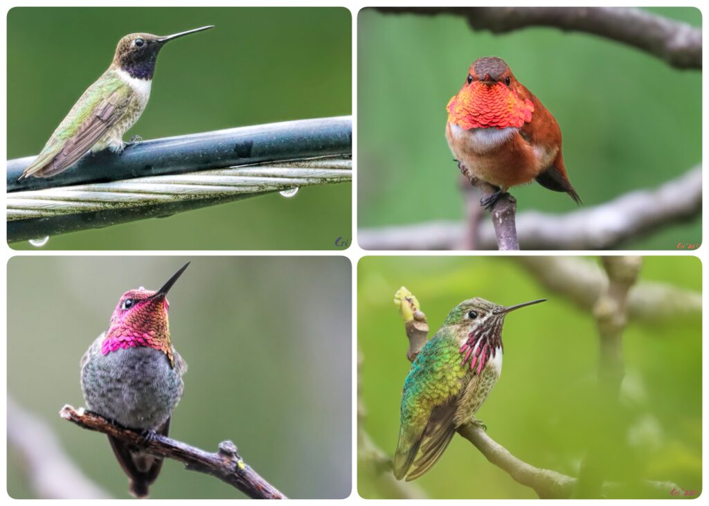 for up collage of male hummingbirds - black-chinned, rufous, anna's and calliope.