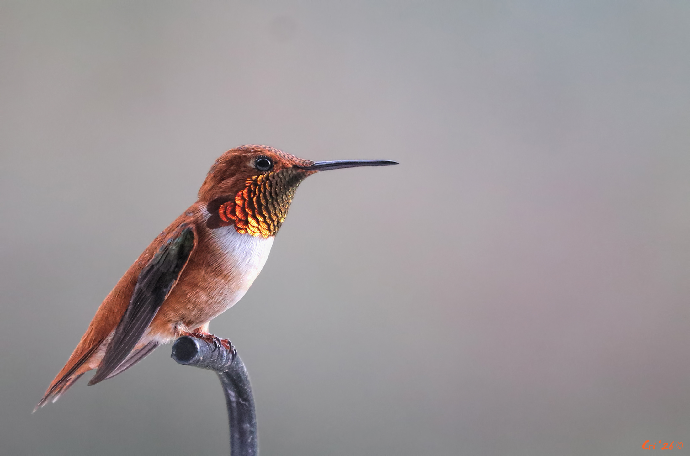 Photo of a male rufous hummingbird perched on top of a wrought iron hummingbird feeder holder hook.