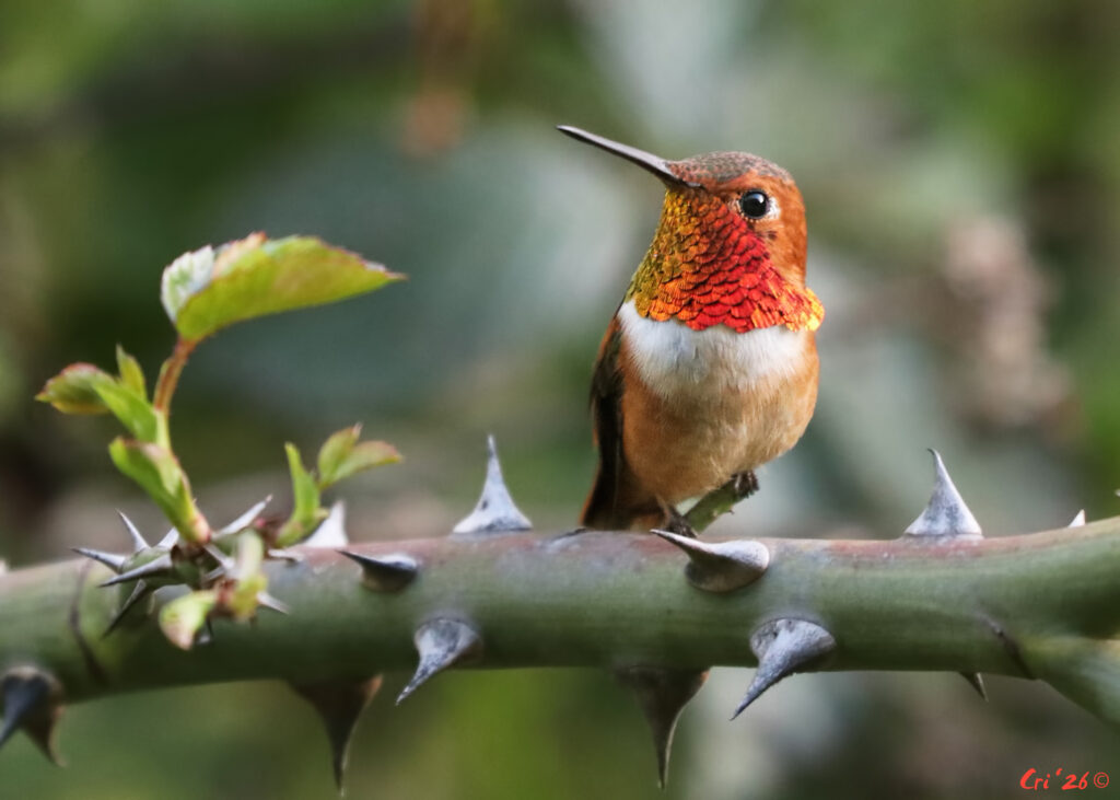 photo of a male rufous hummingbird on a large, horizontal rose branch. he is facing the camera looking up and to the left.