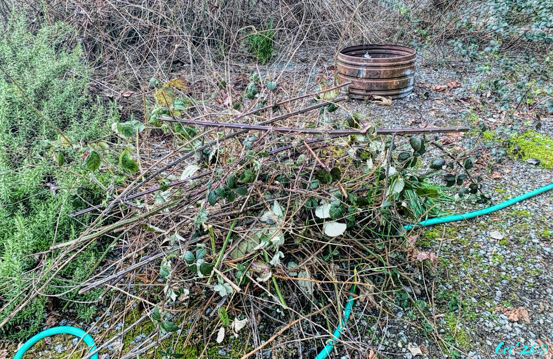 photo of a stack of cut blackberry canes.