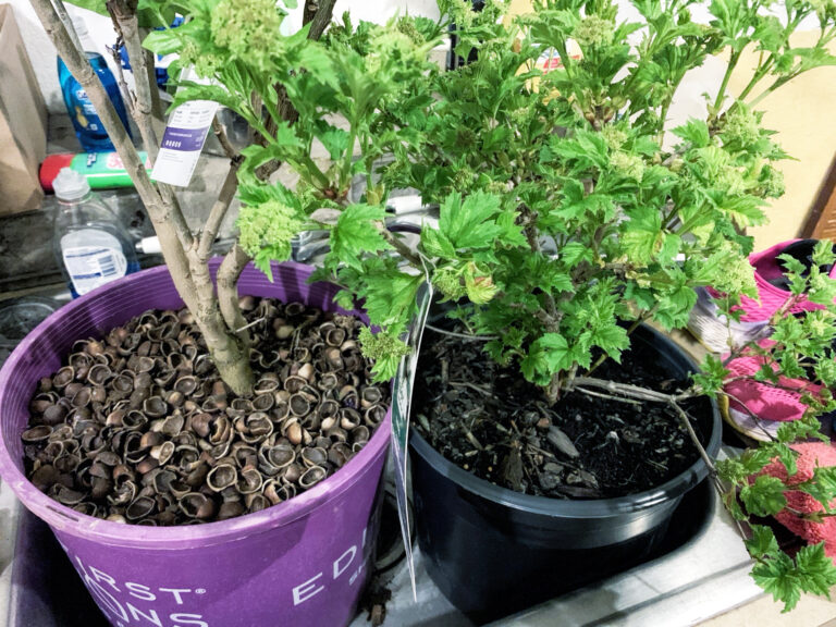 photo of two shrubs still in their pots. they are in a steel sink.