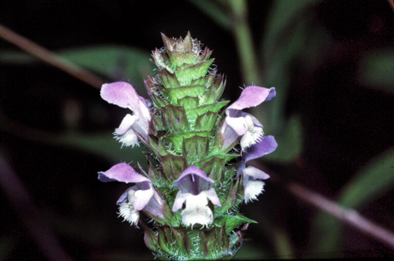photo of a conical flower with small purple flowers.