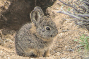 photo of a pygmy rabbit.