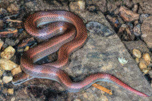 photo of a sharp-tailed snake on gravely substrate.